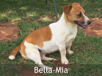 Jack Russell Adult