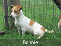 Jack Russell Adult