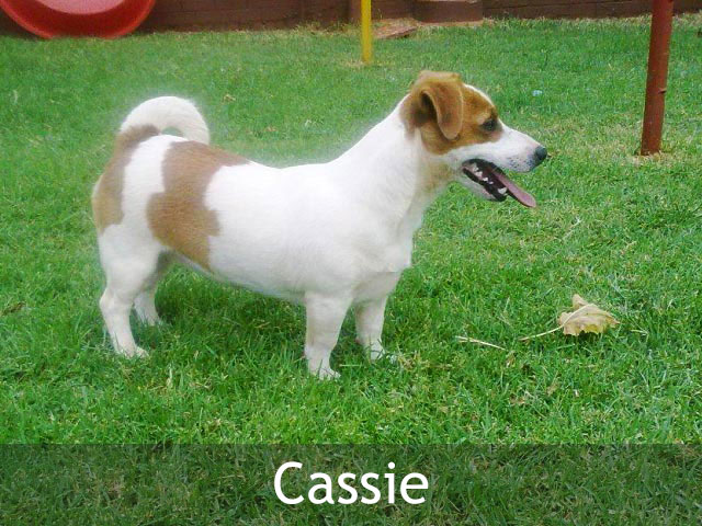 Jack Russell Adult