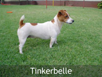 Jack Russell Adult