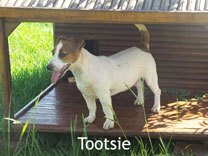 Jack Russell Adult