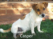 Jack Russell Adult