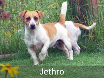Jack Russell Adult