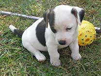 Jack Russell Puppy