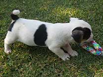 Jack Russell Puppy