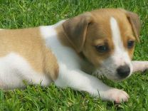Jack Russell Puppy