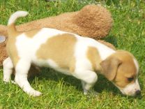 Jack Russell Puppy
