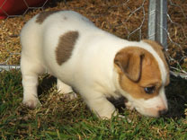 Jack Russell Puppy