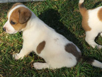 Jack Russell Puppy