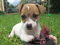 Jack Russell Puppy