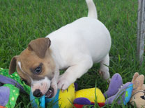 Jack Russell Puppy