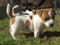 Jack Russell Puppy
