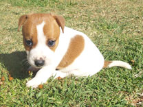 Jack Russell Puppy