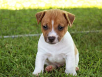 Jack Russell Puppy