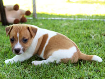 Jack Russell Puppy