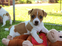 Jack Russell Puppy