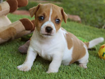 Jack Russell Puppy