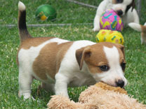 Jack Russell Puppy