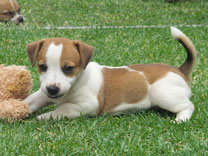 Jack Russell Puppy